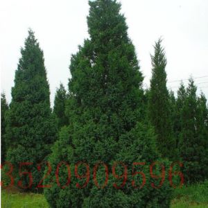 房山苗木果樹塔松