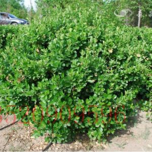 豐臺(tái)苗木果樹批發(fā)黃楊球