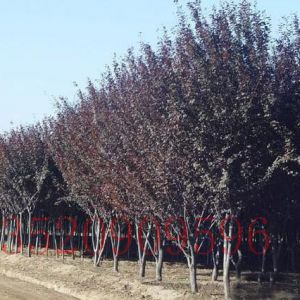 懷柔苗木果樹批發(fā)紫葉李
