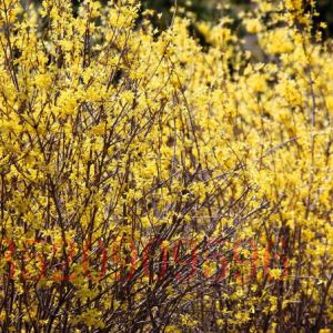 豐臺苗木果樹批發(fā)迎春