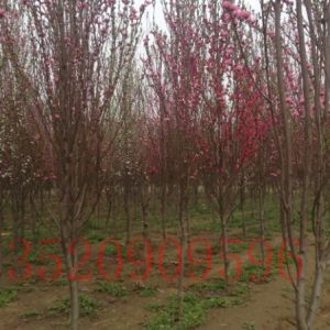 大興苗木果樹批發(fā)櫻花