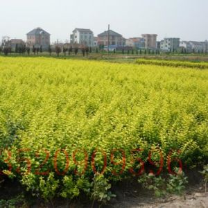 門頭溝苗木果樹批發(fā)金葉女貞