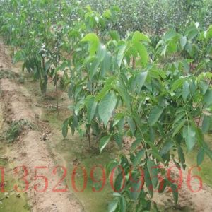 豐臺苗木果樹批發(fā)核桃樹