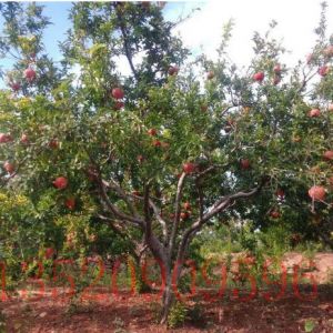 石景山苗木果樹批發(fā)石榴樹