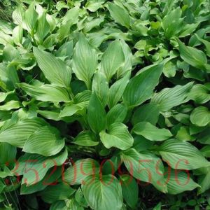 懷柔苗木花卉批發(fā)玉簪