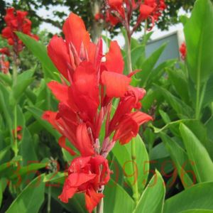 通州苗木花卉批發(fā)美人蕉